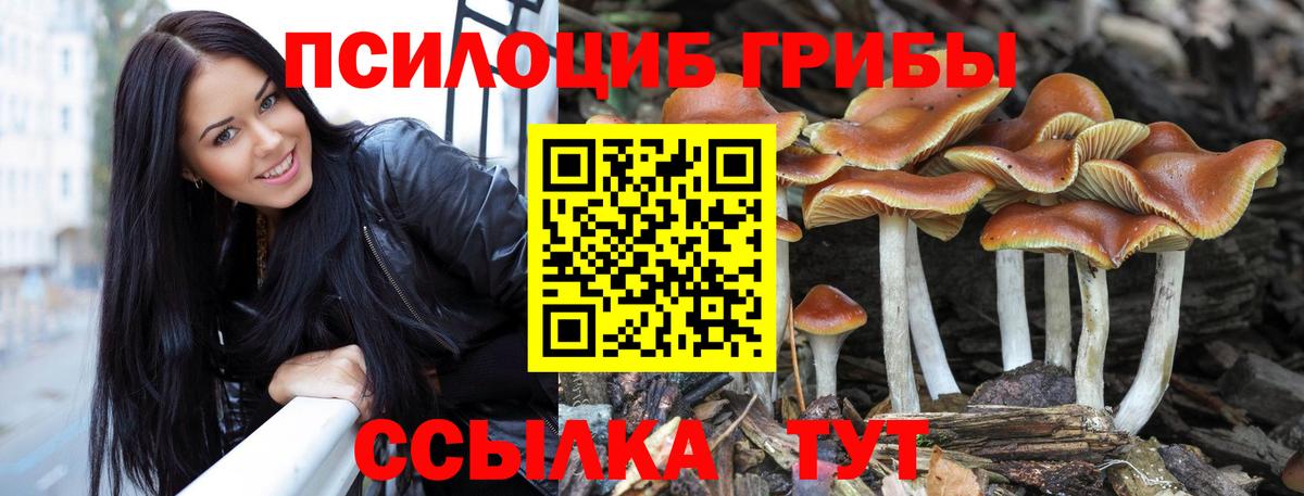 Заволжье  Галлюциногенные грибы Cubensis  Псилоцибиновые грибы мицелий  Вход с VPN 